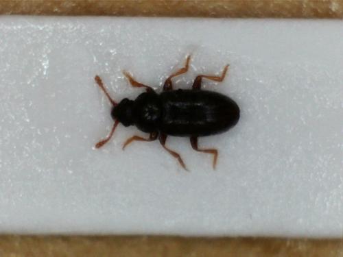 Telmatophilus sp.